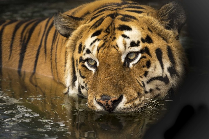 Bangladesh : le nombre de tigres augmente pour la 1ère fois depuis 15 ans